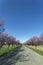 Blooming wild plum trees along the road in Berkenye, Hungary