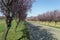 Blooming wild plum trees along the road in Berkenye, Hungary