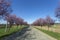 Blooming wild plum trees along the road in Berkenye, Hungary