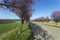 Blooming wild plum trees along the road in Berkenye, Hungary