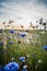 Blooming wild poppies, cornflower and chamomile on the meadow at