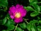 Blooming wild rose flower macro, shallow DOF, selective focus, shallow DOF