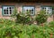 Blooming wild roses in front of the windows of an old farmhouse