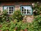 Blooming wild roses in front of the windows of an old farmhouse