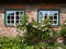 Blooming wild roses in front of the windows of an old farmhouse