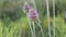 Blooming wild teasel moving in the wind