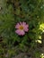 Blooming wildflower in garden