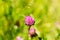 Blooming Wildflowers Alsike Clover Or Trifolium Hybridum In Summer