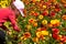 Blooming wildflowers are buttercups, red and yellow, on a kibbutz in southern Israel. Collect flowers