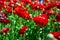 Blooming wildflowers, colorful buttercups on a kibbutz in southern Israel