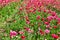 Blooming wildflowers, colorful buttercups on a kibbutz in southern Israel