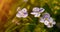 Blooming wildflowers in a meadow. close up. Lilac blooming Cardamine pratensis against the blurred natural background of a rural f