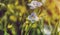 Blooming wildflowers in a meadow. close up. Lilac blooming Cardamine pratensis against the blurred nature background of a rural fi