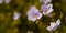 Blooming wildflowers in a meadow. close up. Lilac blooming Cardamine pratensis against the blurred nature background of a rural fi