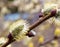 Blooming willow branch