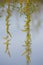 Blooming willow buds, drooping willow branches in early spring