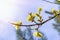 Blooming willow buds. Spring nature awakening concept