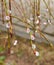 Blooming willow buds with white edges on green shoots. Spring, blossoming of plants, change of seasons. First spring plants. Wild