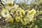 Blooming Willow Catkins Branch in Springtime. Seasonal Easter Background