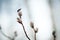 Blooming willow Catkins and branches. Spring time scene. Closeup shot