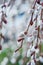 Blooming Willow. Salix caprea.