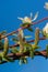 Blooming willow (Salix integra)