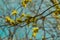 Blooming willow tree twig, yellow fluffy flowering buds catkins against blue sunny sky background
