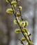 Blooming willow twigs and furry willow-catkins