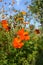 Blooming and wilting sulfur-yellow cosmos Cosmos sulphureus with orange petals against the background of an apple tree