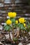 Blooming Winter Aconites