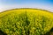 Blooming Wintercress fields.