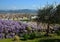 Blooming Wisteria at Bardini Garden in Florence and Basilica of the Holy Cross on background.