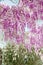 Blooming wisteria flower purple arch nature background.