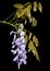 Blooming Wisteria isolated on black