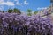Blooming wisteria with large racemes of fragrant purple flowers along the walls of the Vorontsov Palace.