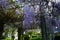 Blooming Wisteria in May. Wisteria is a genus of flowering plants in the legume family, Fabaceae. Berlin, Germany