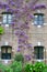 Blooming Wisteria on an old rustic brick wall