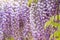 Blooming Wisteria Sinensis with scented classic purple flowersin full bloom in hanging racemes closeup. Garden with