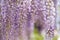 Blooming Wisteria Sinensis with scented classic purple flowersin full bloom in hanging racemes closeup. Garden with