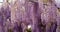 Blooming Wisteria Sinensis with scented classic purple flowersin full bloom in hanging racemes closeup. Garden with