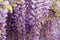 Blooming Wisteria Sinensis with scented classic purple flowersin full bloom in hanging racemes closeup. Garden with