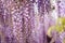 Blooming Wisteria Sinensis with scented classic purple flowersin full bloom in hanging racemes closeup. Garden with