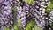 Blooming Wisteria Sinensis with scented classic purple flowersin full bloom in hanging racemes on the wind closeup