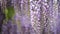 Blooming Wisteria Sinensis with scented classic purple flowersin full bloom in hanging racemes on the wind closeup