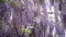 Blooming Wisteria Sinensis with scented classic purple flowersin full bloom in hanging racemes on the wind closeup