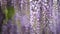 Blooming Wisteria Sinensis with scented classic purple flowersin full bloom in hanging racemes on the wind closeup