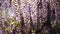 Blooming Wisteria Sinensis with scented classic purple flowersin full bloom in hanging racemes on the wind closeup