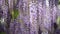 Blooming Wisteria Sinensis with scented classic purple flowersin full bloom in hanging racemes on the wind closeup