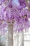 Blooming Wisteria violet flower with white column, spring purple