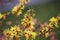 Blooming witch hazel, hamamelis intermedia